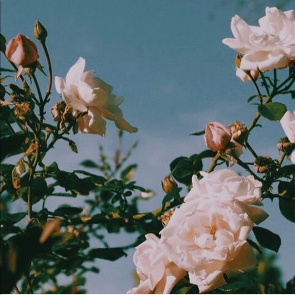 Meet your Posher, Spring - Picture 1 of 1